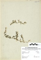 藏品(疏葉卷柏)的圖片